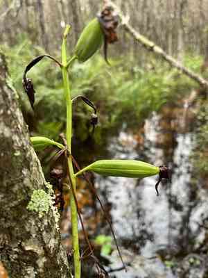 Wild coco(Eulophia alta)