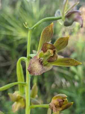 Wild coco(Eulophia alta)