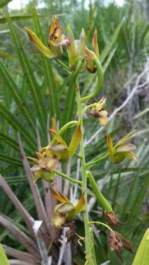 Wild coco(Eulophia alta)