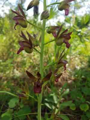 Wild coco(Eulophia alta)