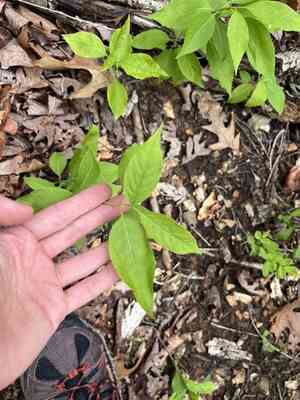 Burningbush(Euonymus atropurpureus)