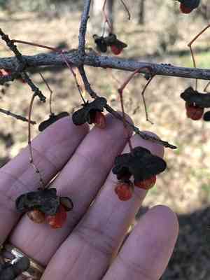 Burningbush(Euonymus atropurpureus)