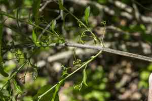 Burningbush(Euonymus atropurpureus)