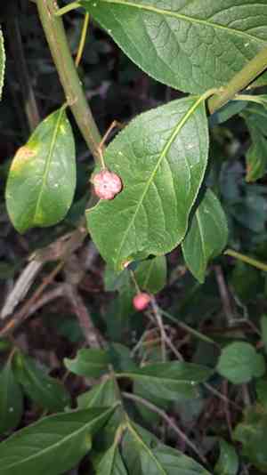 European spindletree(Euonymus europaeus)