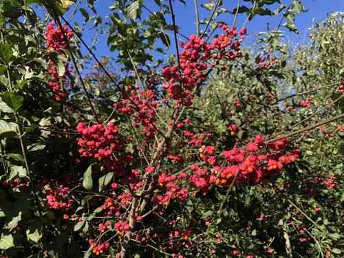 European spindletree(Euonymus europaeus)