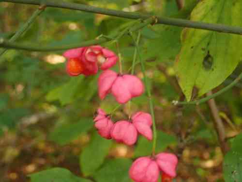 European spindletree(Euonymus europaeus)