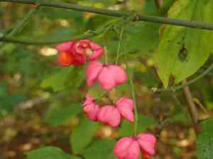 European spindletree(Euonymus europaeus)