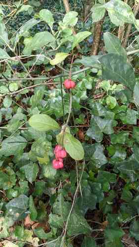 European spindletree(Euonymus europaeus)
