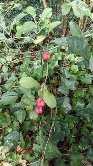 European spindletree(Euonymus europaeus)