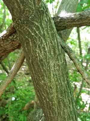 Hamilton's spindletree(Euonymus hamiltonianus)