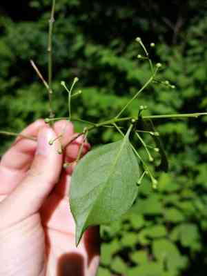 Hamilton's spindletree(Euonymus hamiltonianus)