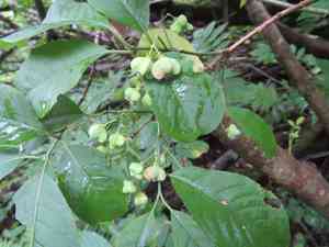 Hamilton's spindletree(Euonymus hamiltonianus)