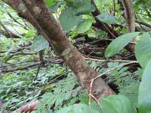 Hamilton's spindletree(Euonymus hamiltonianus)