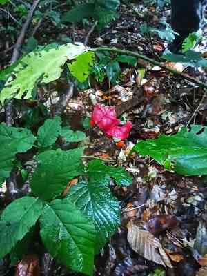 Large-leaved spindle(Euonymus latifolius)