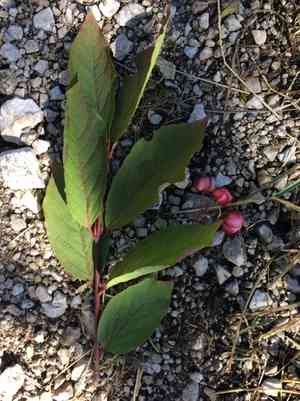 Large-leaved spindle(Euonymus latifolius)