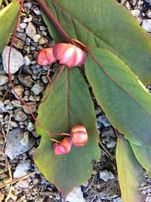 Large-leaved spindle(Euonymus latifolius)