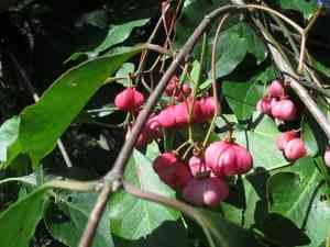 Euonymus hamiltonianus maackii(Euonymus maackii)