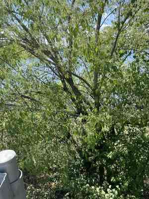 Euonymus hamiltonianus maackii(Euonymus maackii)