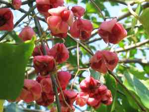 Euonymus hamiltonianus maackii(Euonymus maackii)