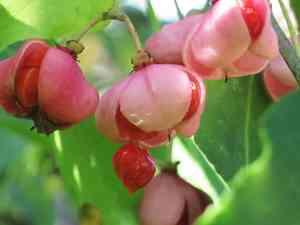 Euonymus hamiltonianus maackii(Euonymus maackii)