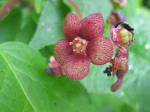 Western burning bush(Euonymus occidentalis)