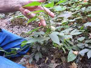 Western burning bush(Euonymus occidentalis)
