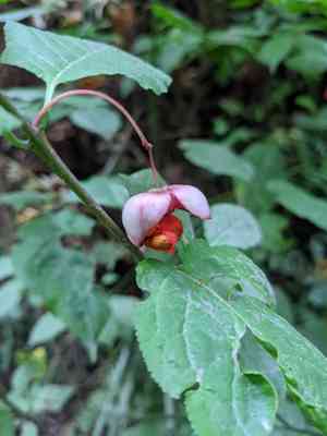 Western burning bush(Euonymus occidentalis)