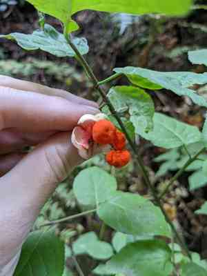 Western burning bush(Euonymus occidentalis)