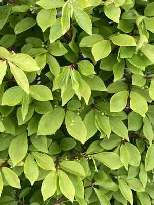 Spindle trees (Euonymus)(Euonymus)