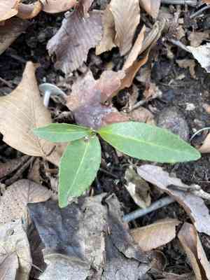 Spindle trees (Euonymus)(Euonymus)