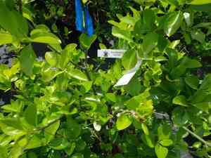 Spindle trees (Euonymus)(Euonymus)