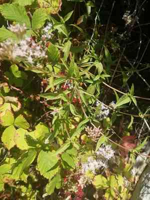Hemp agrimony(Eupatorium cannabinum)