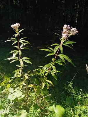 Hemp agrimony(Eupatorium cannabinum)