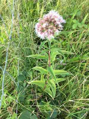 Hemp agrimony(Eupatorium cannabinum)