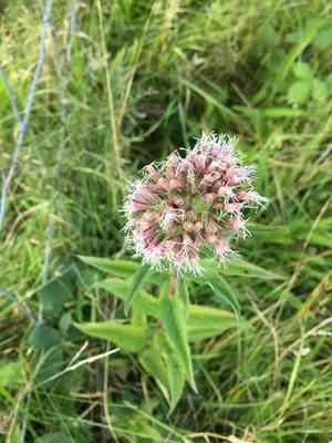 Hemp agrimony(Eupatorium cannabinum)