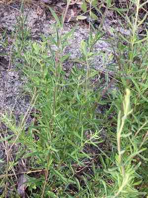 Yankee weed(Eupatorium compositifolium)