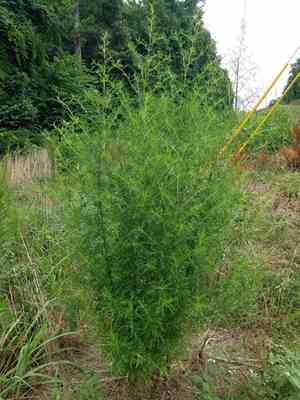Yankee weed(Eupatorium compositifolium)