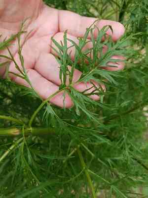 Yankee weed(Eupatorium compositifolium)