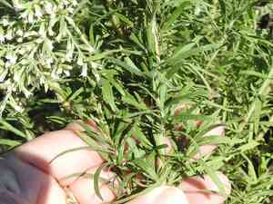 Yankee weed(Eupatorium compositifolium)
