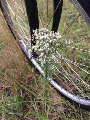 Hyssopleaf thoroughwort(Eupatorium hyssopifolium)