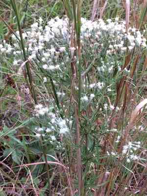 Hyssopleaf thoroughwort(Eupatorium hyssopifolium)