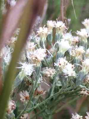 Hyssopleaf thoroughwort(Eupatorium hyssopifolium)