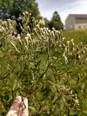 Hyssopleaf thoroughwort(Eupatorium hyssopifolium)