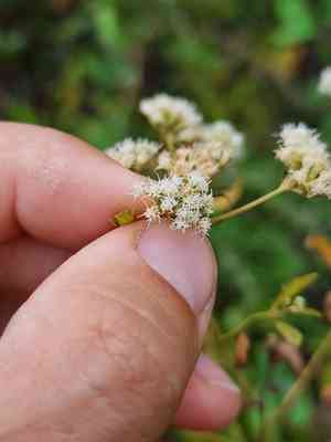 Smallflower thoroughwort(Eupatorium semiserratum)