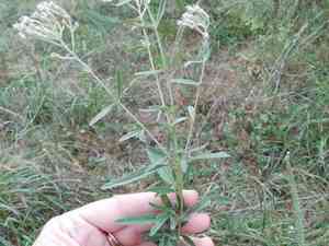 Smallflower thoroughwort(Eupatorium semiserratum)