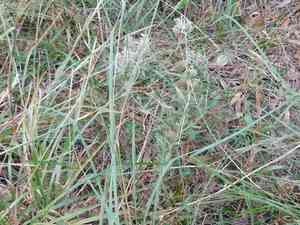 Smallflower thoroughwort(Eupatorium semiserratum)