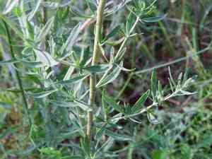 Smallflower thoroughwort(Eupatorium semiserratum)