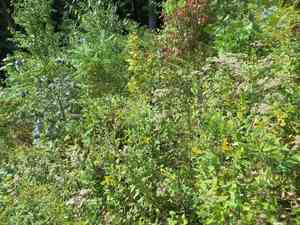 Upland boneset(Eupatorium sessilifolium)