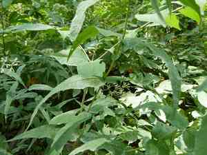 Upland boneset(Eupatorium sessilifolium)