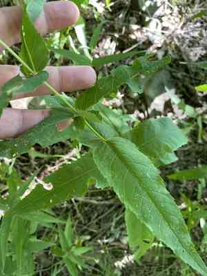 Upland boneset(Eupatorium sessilifolium)
